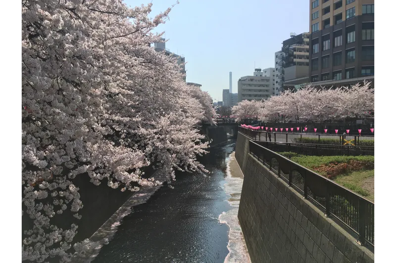 目黒川の桜並木＜目黒区＞の桜・花見情報_2