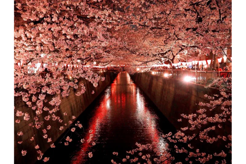 目黒川の桜並木＜目黒区＞の桜・花見情報_3