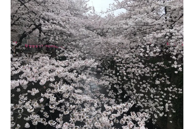 目黒川の桜並木＜目黒区＞の桜・花見情報_4