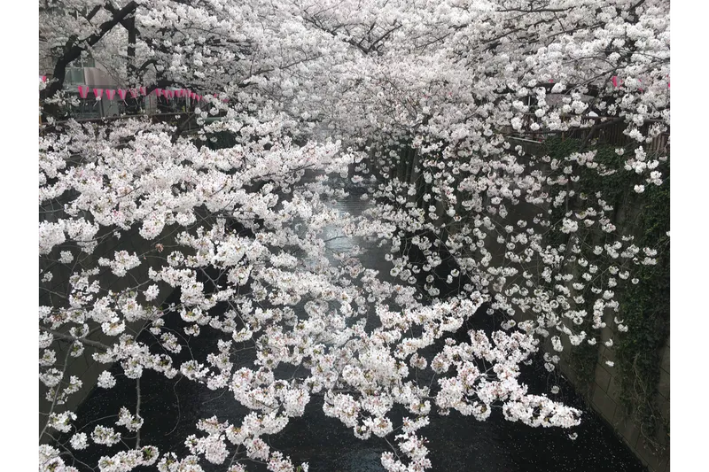目黒川の桜並木＜目黒区＞の桜・花見情報_5