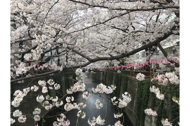 目黒川の桜並木＜目黒区＞の桜・花見情報_6