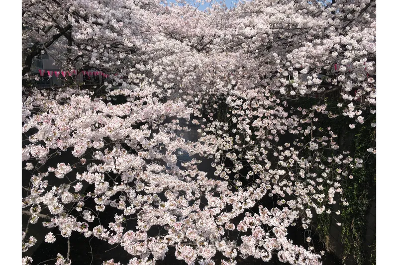 目黒川の桜並木＜目黒区＞の桜・花見情報_7