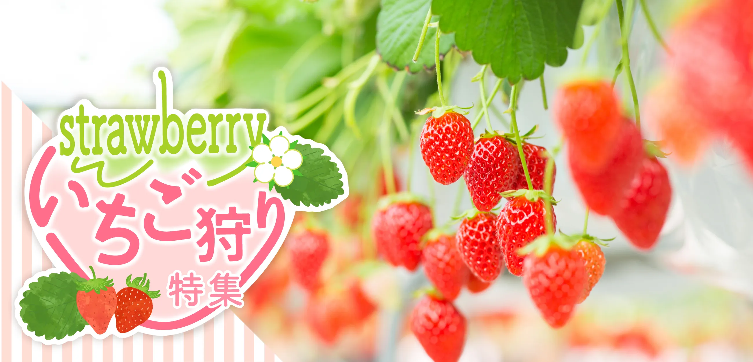 関東のいちご狩り2025