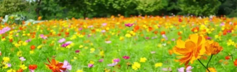 【編集部ブログ】季節のおでかけまとめ  ～見ごろはいつ？東京の「コスモス畑」３選～