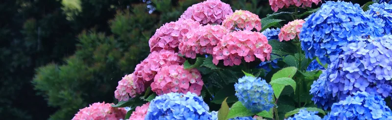 【編集部ブログ】季節のおでかけまとめ ～東京メトロ沿線のあじさい名所をまとめました！