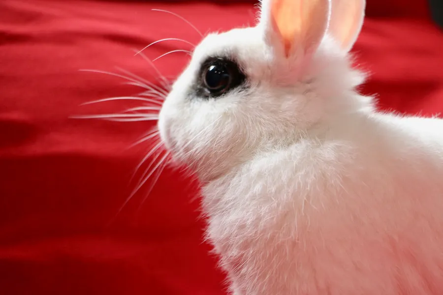 ドワーフホト