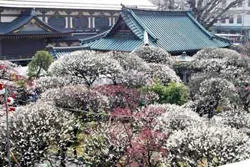 湯島天神梅まつり 2018