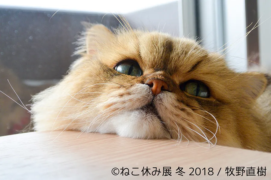 ねこ休み展 冬 2018