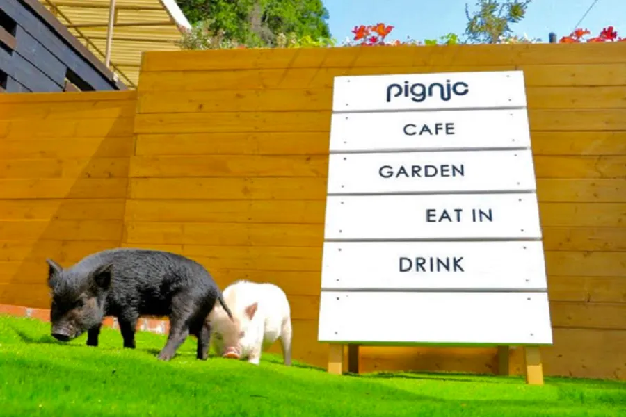 pignic farm&café
