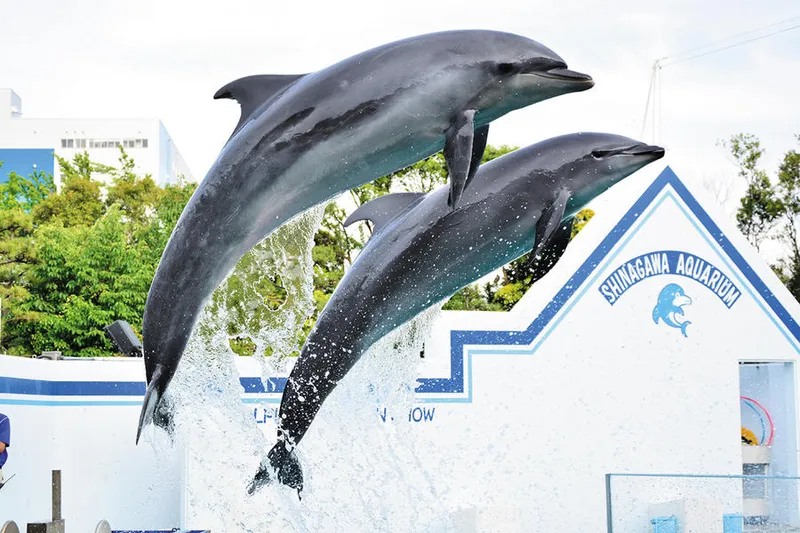 しながわ水族館 イルカショー