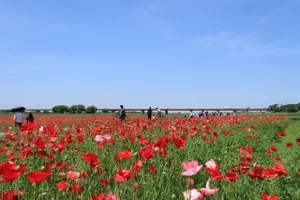 ポピー・ハッピースクエア（鴻巣市馬室荒川河川敷）