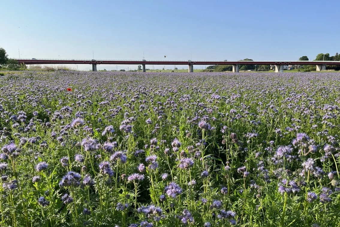 ポピー・ハッピースクエア（鴻巣市馬室荒川河川敷）_3