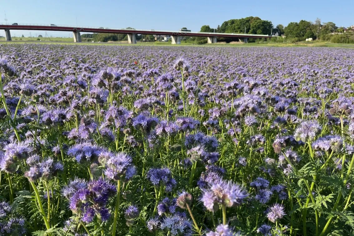 ポピー・ハッピースクエア（鴻巣市馬室荒川河川敷）_7
