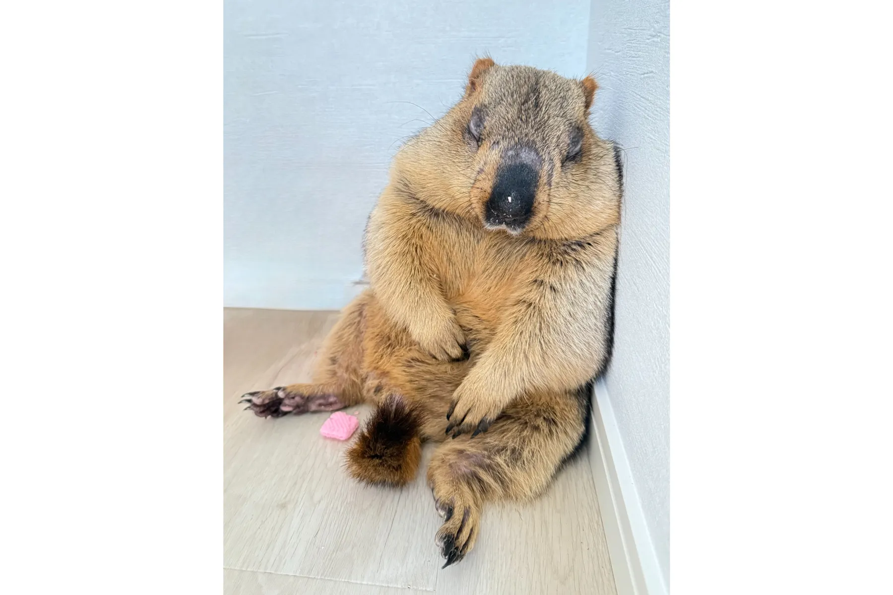マモテラス_7