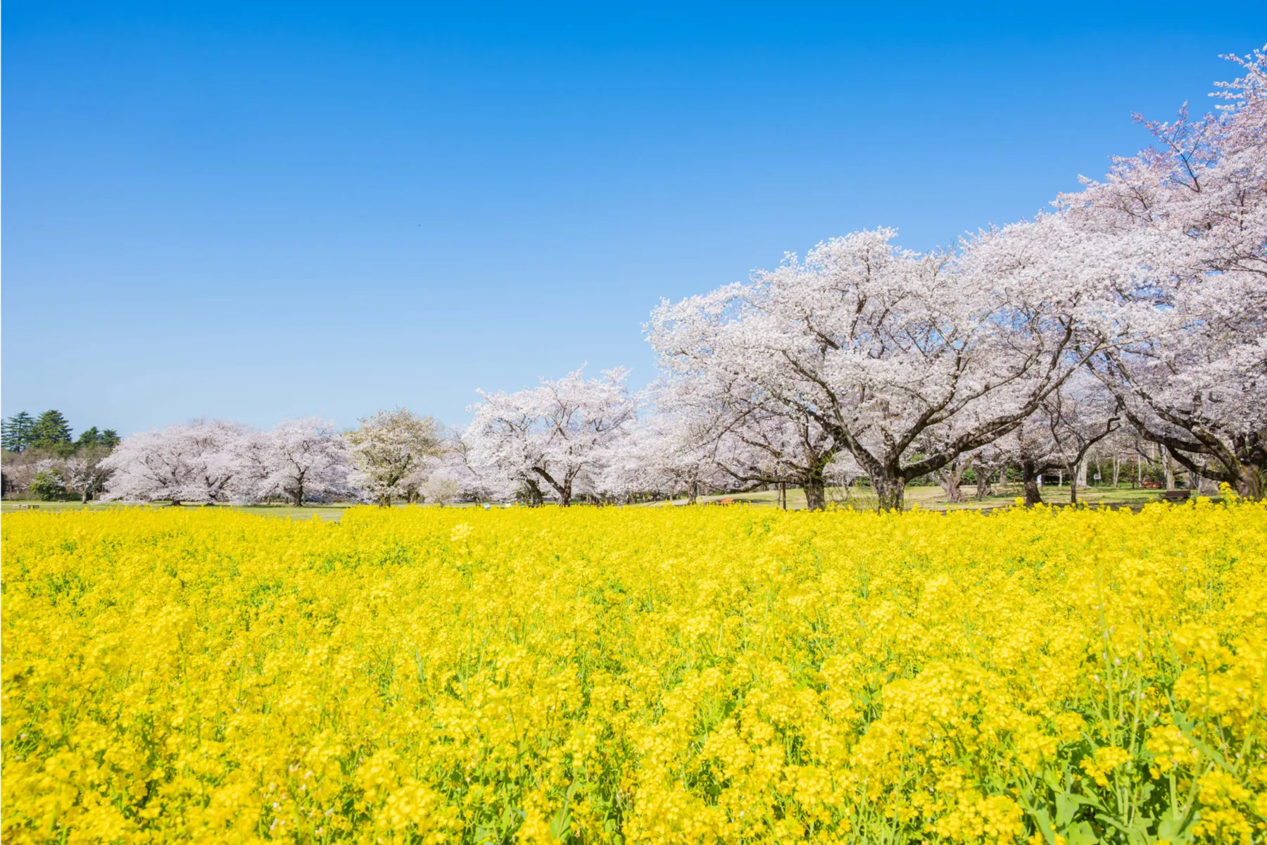 国営昭和記念公園_14