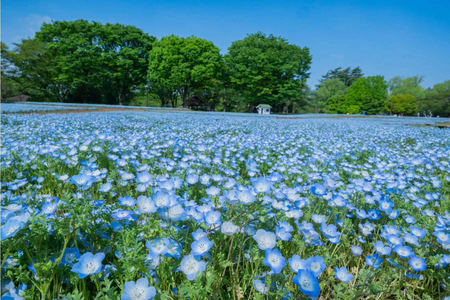 国営昭和記念公園_15