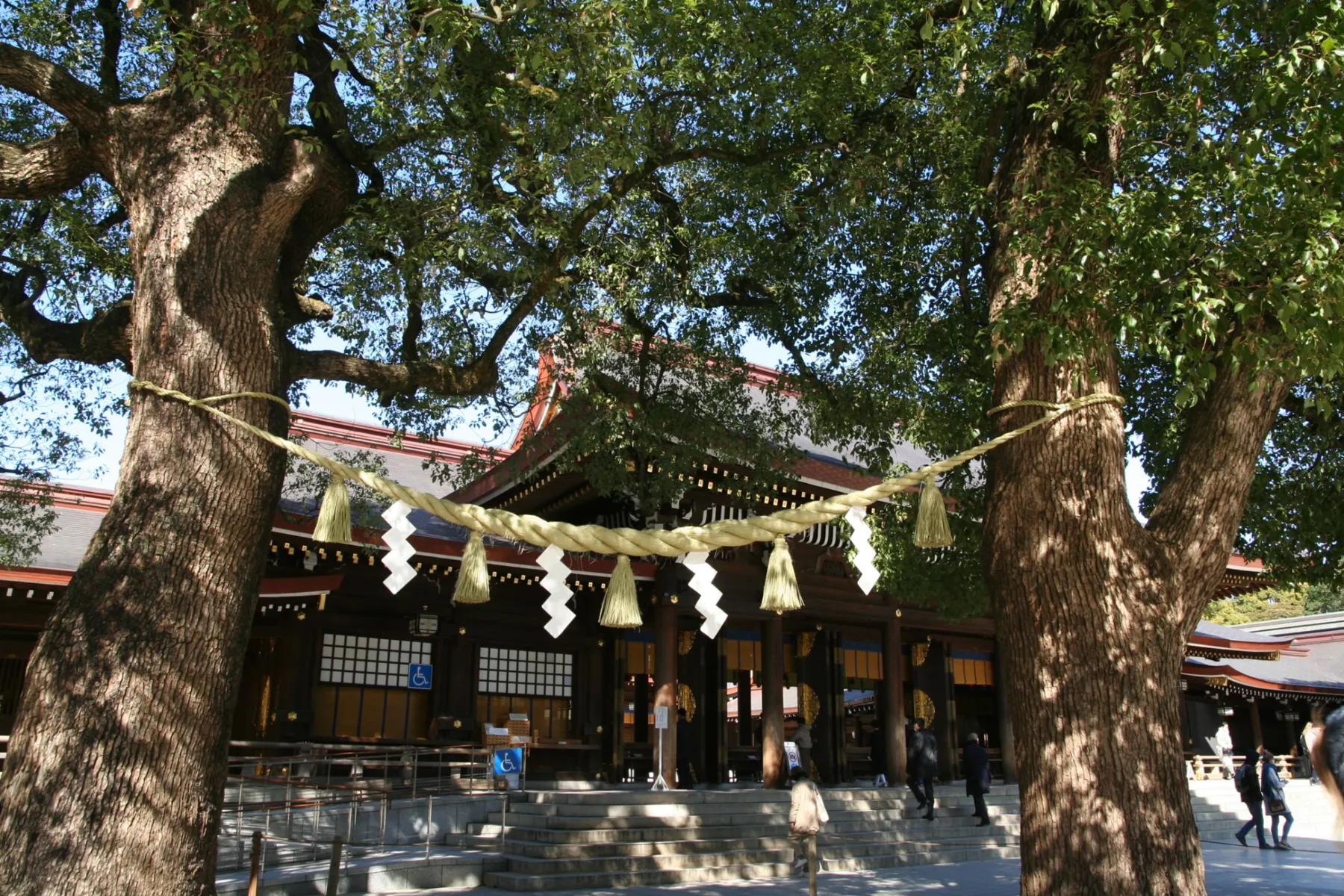 ▲明治神宮「夫婦楠」