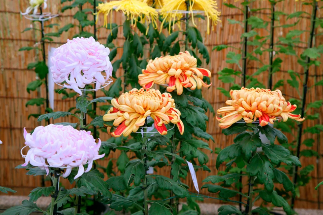 明治神宮のイベント・アクセス