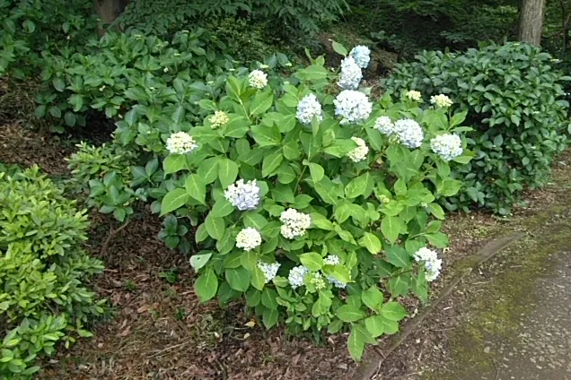 薬師池公園_9