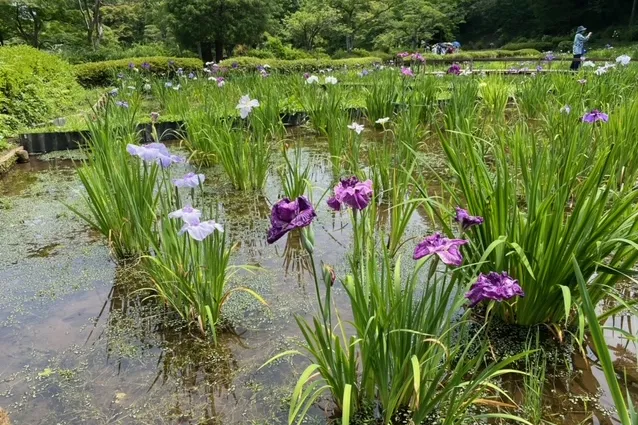 薬師池公園_5