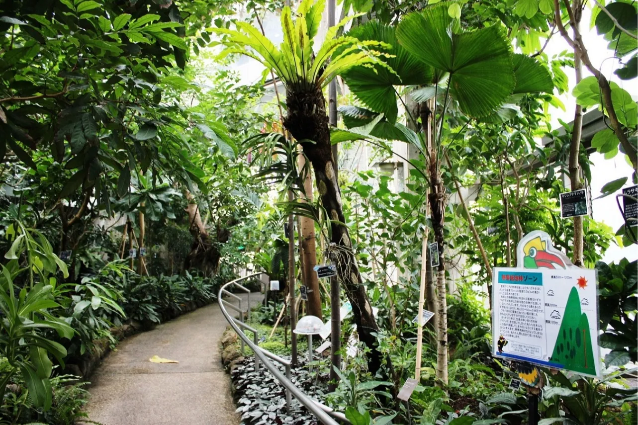 板橋区立熱帯環境植物館（ねったいかん）_3