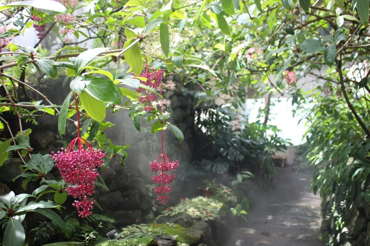 板橋区立熱帯環境植物館（ねったいかん）_5