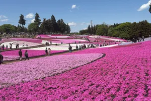 羊山公園　芝桜の丘