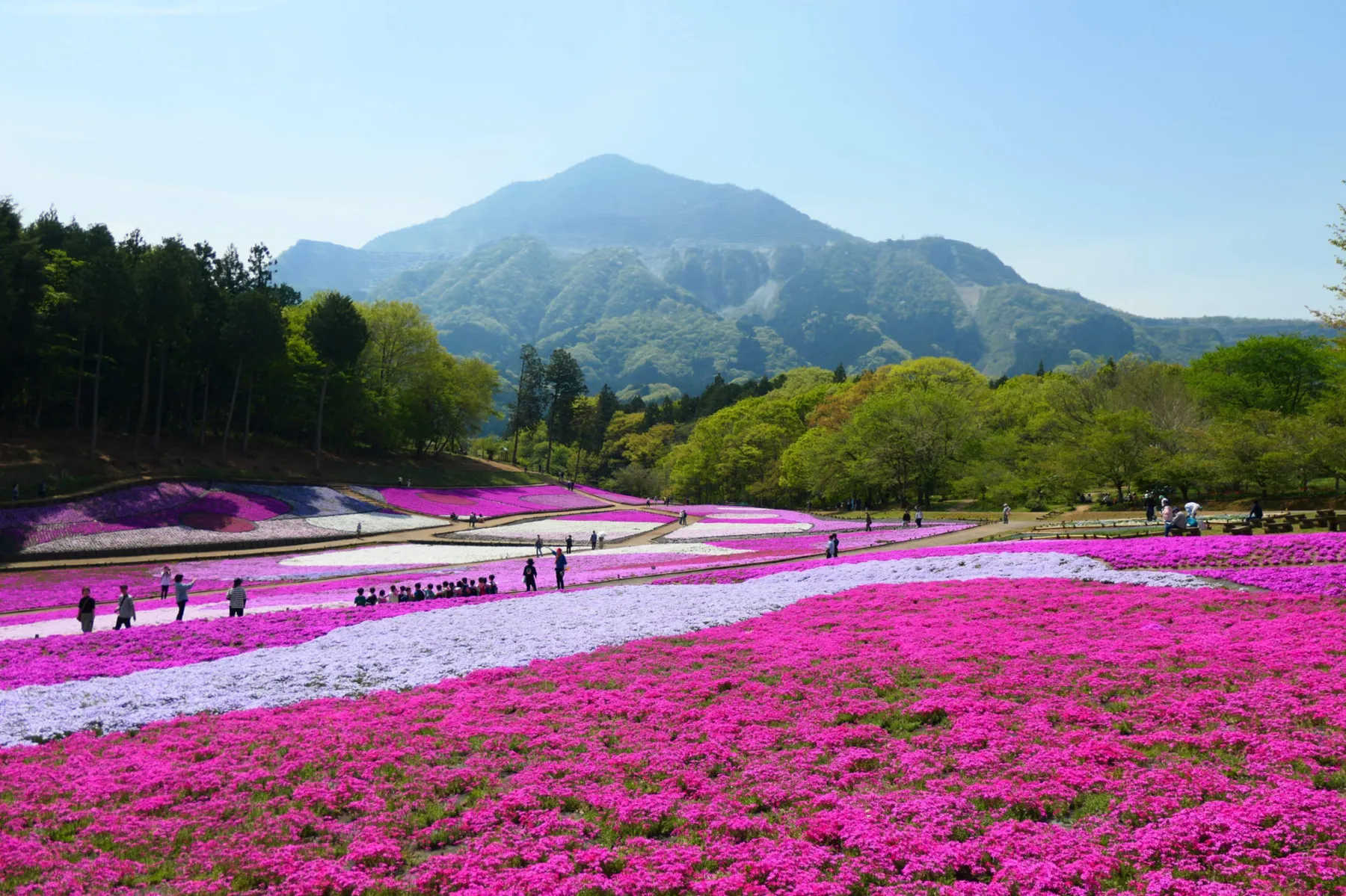 羊山公園　芝桜の丘_2