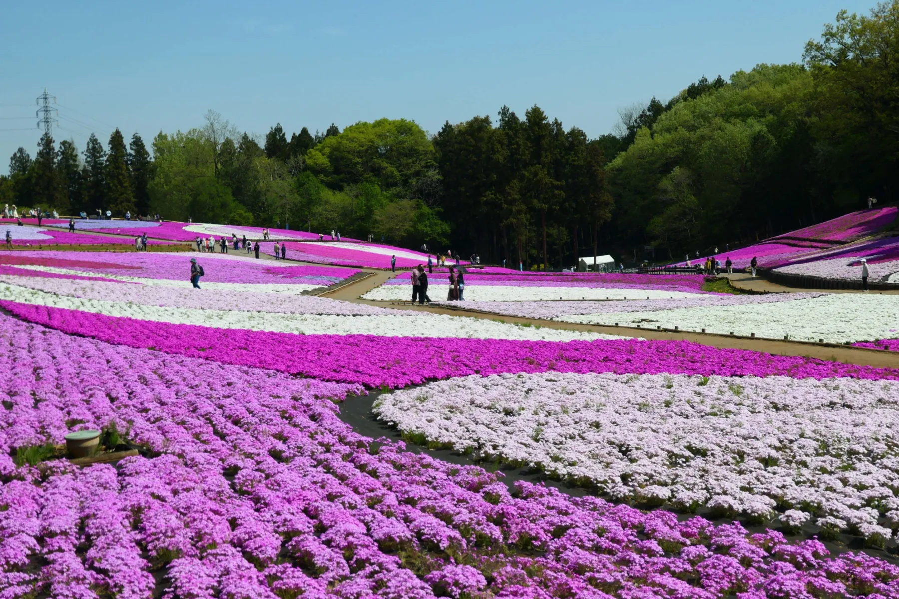 羊山公園　芝桜の丘_3