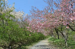 通り抜けの桜　＜長瀞周辺＞