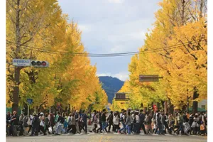 甲州街道いちょう並木