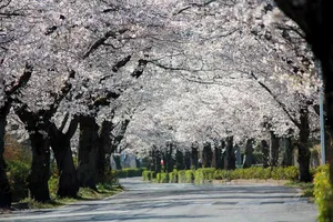 北桜通り(桜のトンネル)　＜長瀞周辺＞