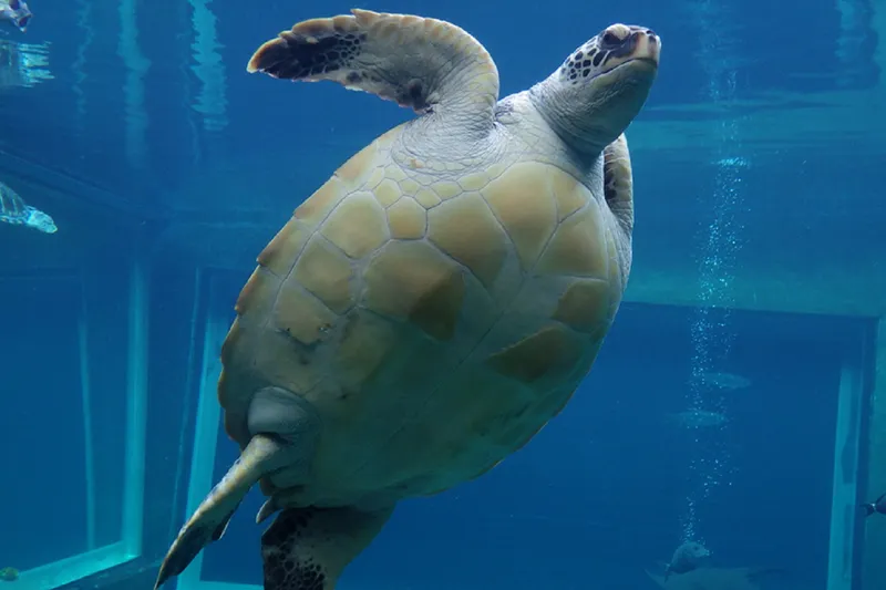 箱根園水族館_6
