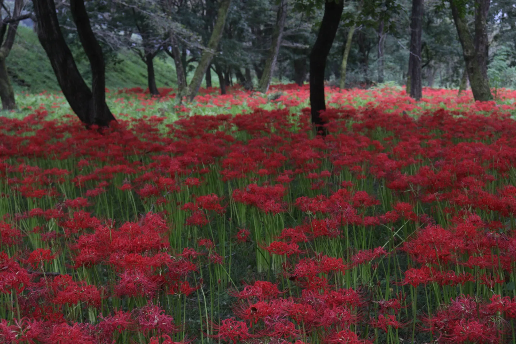 岩井親水公園_1
