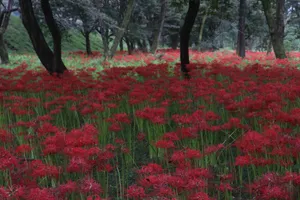 岩井親水公園