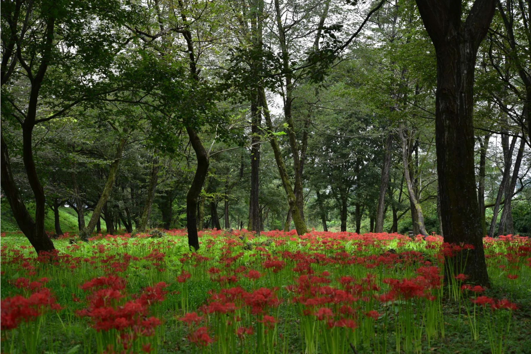 岩井親水公園_3