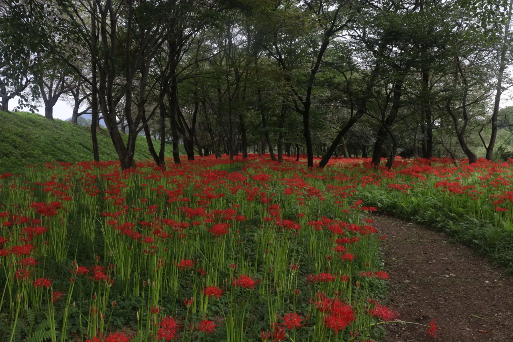 岩井親水公園_4