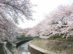 善福寺川緑地