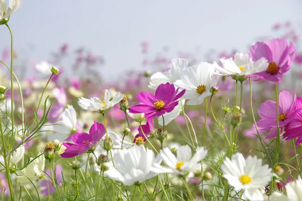 イシックス馬入のお花畑