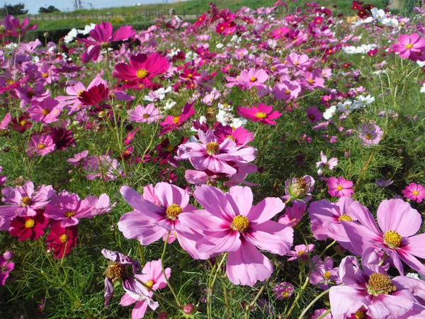 イシックス馬入のお花畑