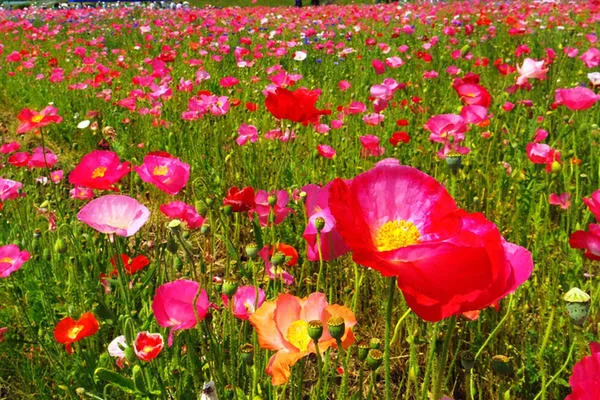 イシックス馬入のお花畑_3