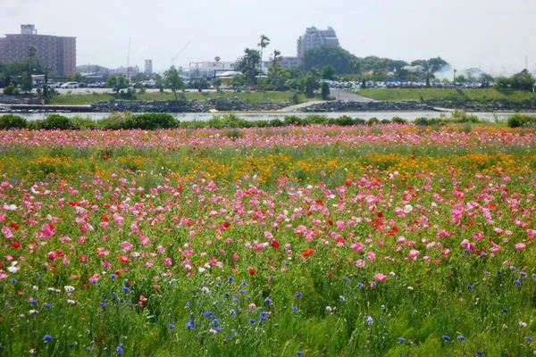 イシックス馬入のお花畑