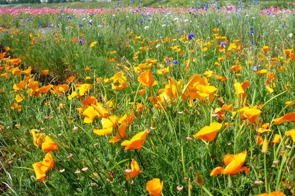 イシックス馬入のお花畑_5