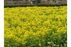 小宮公園