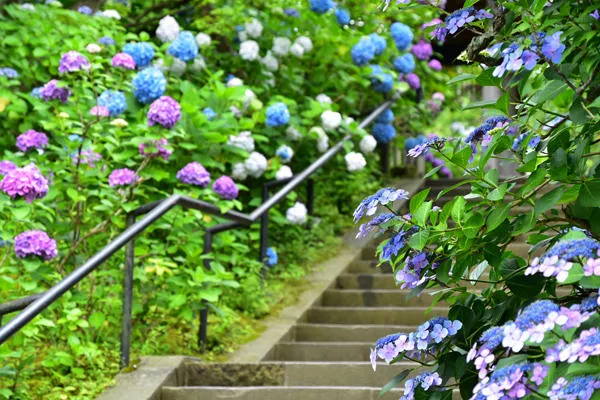 東慶寺(鎌倉市)