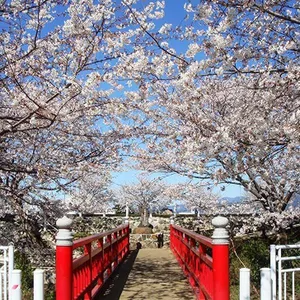 渋田川沿い桜並木