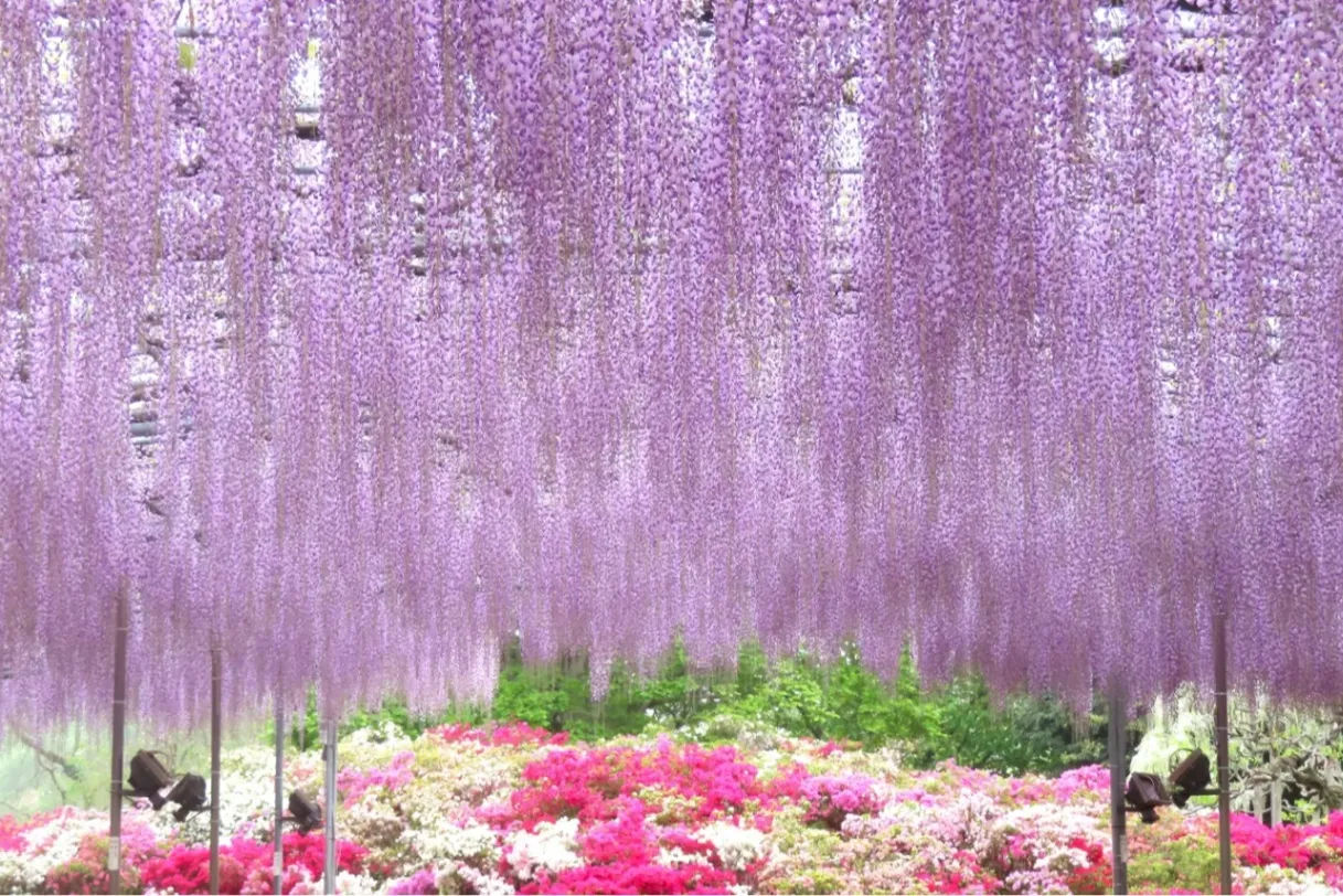 あしかがフラワーパーク_1
