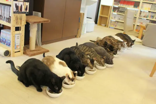 ねこのみせ 猫喫茶 ねこのみせ
