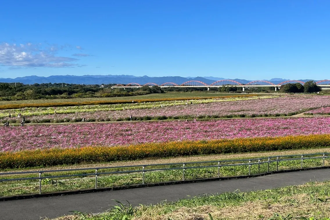 吹上コスモス畑(荒川河川敷)_3