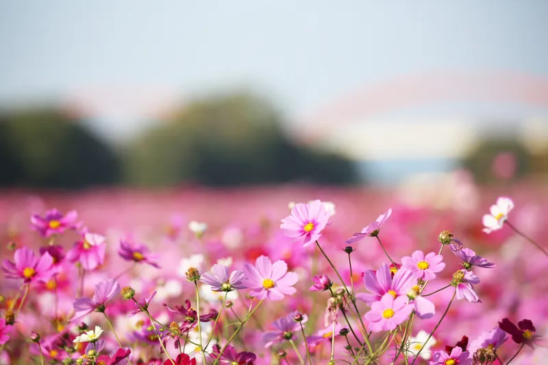 吹上波斯菊花田（荒川河川敷）
